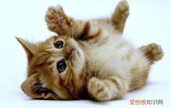 猫剃了毛可以洗澡吗 猫咪剃毛要洗澡吗,猫咪剃毛要洗澡吗,猫咪剃毛还能洗澡吗