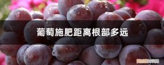 葡萄施有机肥离根有多远 葡萄施肥距离根部多远，施肥的位置和深度
