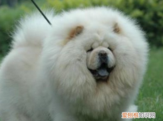 为什么松狮很少人养 松狮很少人养的原因