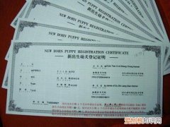 狗狗办血统证书流程 个人狗狗怎么办理血统证书