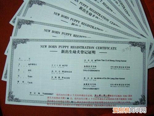 狗狗办血统证书流程 个人狗狗怎么办理血统证书