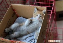 小猫为什么那么喜欢钻纸盒子 纸盒让猫咪感到舒适