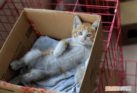 小猫为什么那么喜欢钻纸盒子 纸盒让猫咪感到舒适