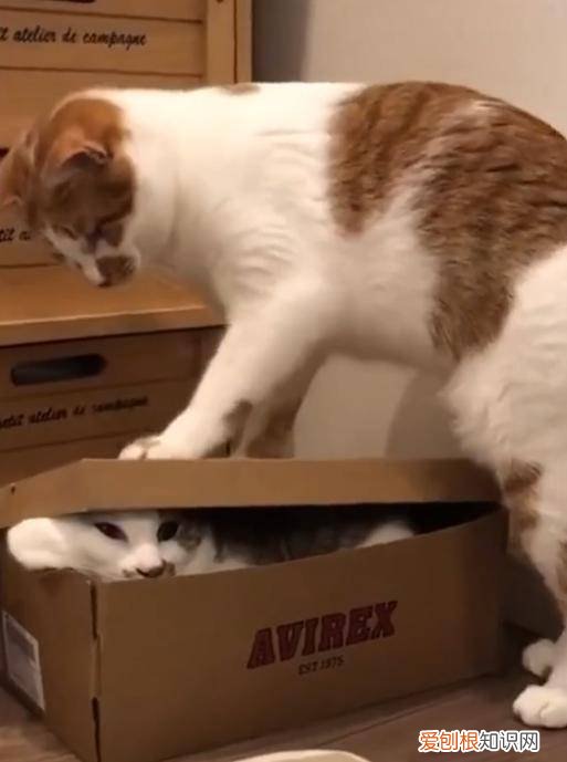 猫为什么喜欢钻纸箱子 猫为什么爱钻纸箱