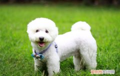 狗身上有癣怎么办用什么药好的快 狗身上有癣怎么办用什么药好