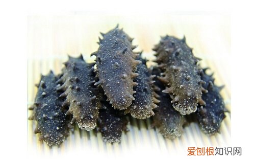 冻干海参和淡干海参的区别 一起来了解