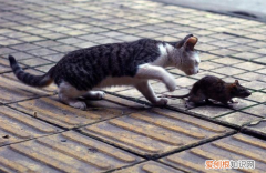 猫为什么能很容易抓到老鼠 猫为什么可以抓住老鼠