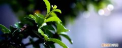 花儿对小雨点说 小雨点对小花说什么话