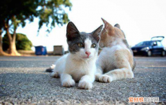 流浪猫为什么突然不亲近 流浪猫为什么不来找我了
