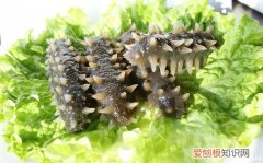 海参的特点海参和刺参的区别