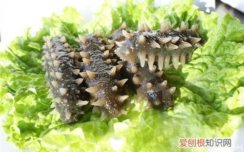 海参的特点海参和刺参的区别