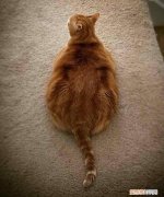 橘猫为什么都很胖 橘猫为什么都那么容易吃胖