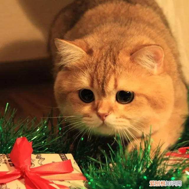 公橘猫为什么总爱晚上一直叫 或许在和其他喵星人聊天呢!