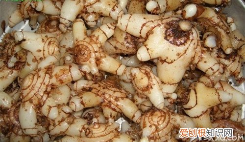白芨的作用白芨对疾病的治疗效果