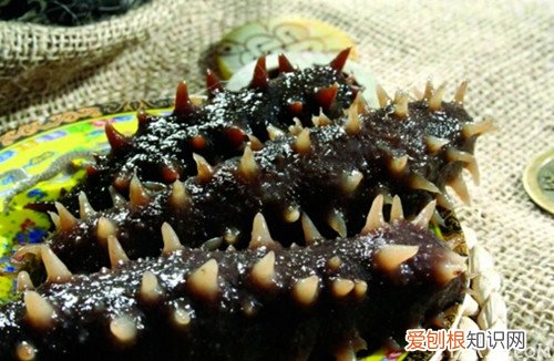 野生海参怎么吃吃野生海参的好处