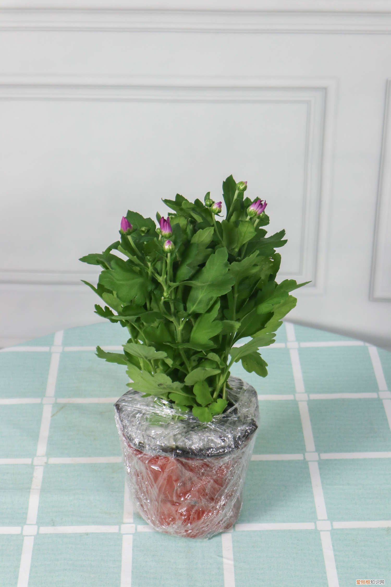 多头菊一年开几次花,花败后怎么修剪视频 多头菊一年开几次花，花败后怎么修剪