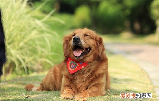 狗吃骨头会划破肠子吗 狗吃骨头
