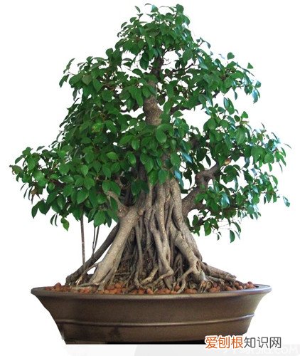 植物盆景有哪些 植物盆景价格