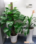 植物盆景有哪些 植物盆景价格