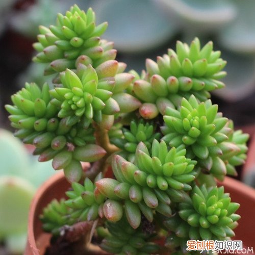 植物盆景有哪些 植物盆景价格