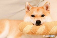 为什么养柴犬的的人少 养柴犬人少的原因