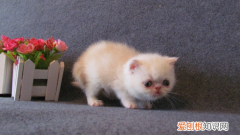 加菲猫为什么要绝育 使猫咪活得更加健康
