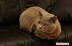 英短猫为什么喜欢咬人 抱英短猫要注意方法
