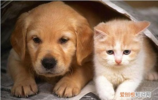 猫为什么那么灵活打不过狗 一般狗的体型比猫大