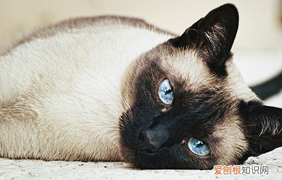 暹罗猫适应新主人的生活吗 暹罗猫适应新主人