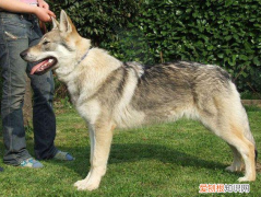 养捷克狼犬要注意什么 养捷克狼犬需要注意什么