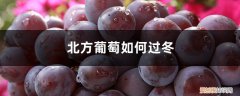 北方葡萄冬天怎样过冬 北方葡萄如何过冬，过冬注意事项