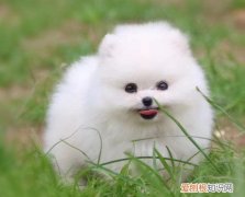 博美寿命一般多少年 博美的寿命在15左右