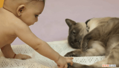 猫为什么会保护婴儿 猫为什么喜欢亲近婴儿