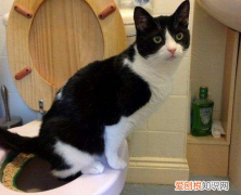 小猫为什么喜欢看马桶冲水 猫为什么对马桶感兴趣