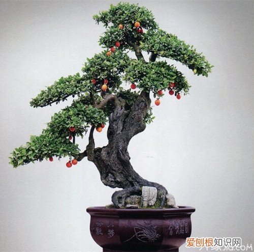 金弹子盆景栽培技术与管理，金弹子盆景制作技术