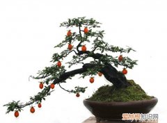 金弹子盆景栽培技术与管理，金弹子盆景制作技术