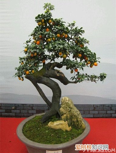 金弹子盆景栽培技术与管理，金弹子盆景制作技术