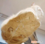 猫为什么能爬玻璃 猫为什么喜欢爬窗户