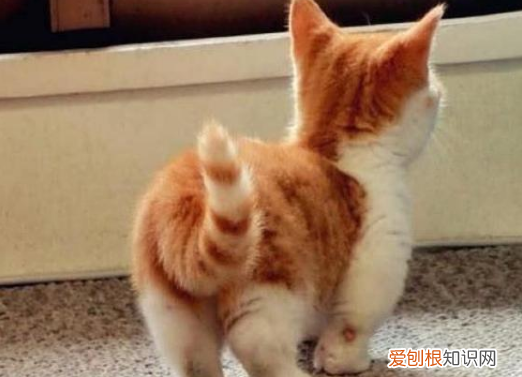 猫为什么老是把屁股对着我 猫为什么喜欢用屁股对着人