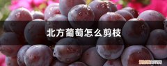 冬季如何剪葡萄枝 北方葡萄怎么剪枝，冬季修剪时间