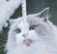 猫为什么喜欢看人洗脸 是迷恋你的水龙头而已