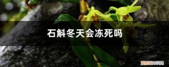 铁皮石斛过冬怕冻不? 石斛冬天会冻死吗，如何过冬