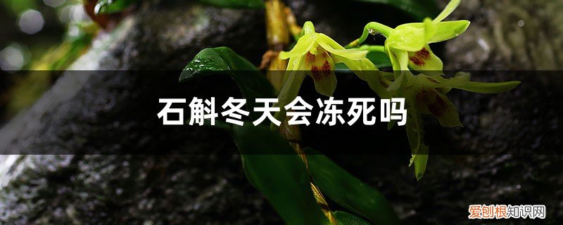 铁皮石斛过冬怕冻不? 石斛冬天会冻死吗,如何过冬