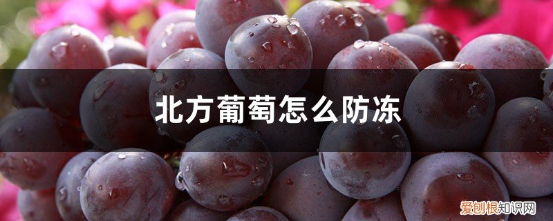 北方庭院葡萄怎么防冻 北方葡萄怎么防冻，防冻怎么处理