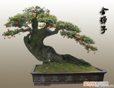 金弹子盆景的养护 金弹子盆景价格