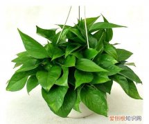 20种常见家居盆景盆栽欣赏，室外盆景植物种类大全