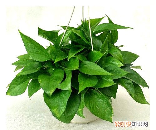 20种常见家居盆景盆栽欣赏，室外盆景植物种类大全