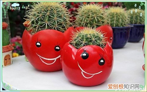 20种常见家居盆景盆栽欣赏，室外盆景植物种类大全