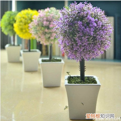 20种常见家居盆景盆栽欣赏，室外盆景植物种类大全