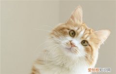 猫为什么喜欢睡主人的枕头 猫为什么会喜欢睡觉睡在主人枕头上